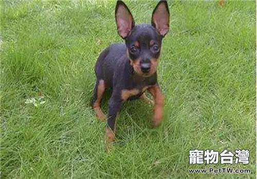 小鹿犬市場價格大盤點