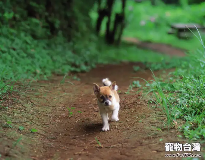 狗狗需不需要吃蔬菜，有什麼益處
