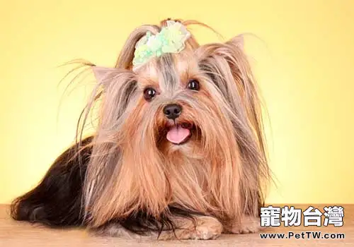 怎樣挑選一隻好的約克夏梗？教你幾招