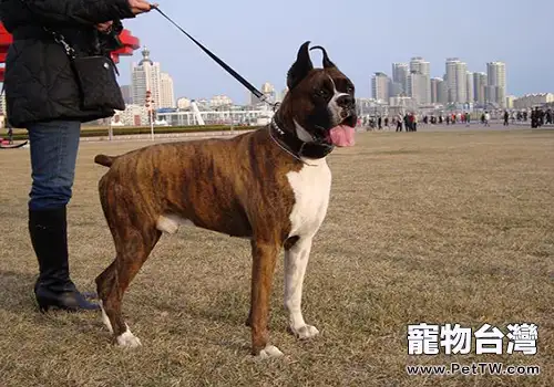 拳師犬市場價格大盤點，拳師犬多少錢一隻