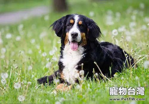 伯恩山犬詳細介紹，伯恩山犬好養嗎？