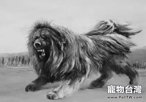 藏獒一隻多少錢?藏獒市場價格盤點(1圖)-寵物台灣