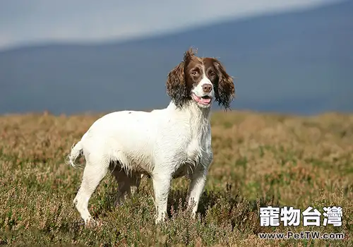 史賓格犬怎麼樣?智商高嗎?(1圖)-寵物台灣