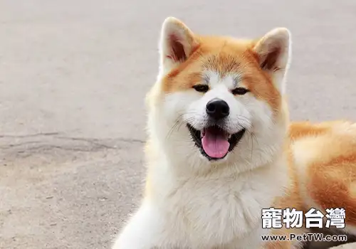 秋田犬市場價格大盤點(1圖)-寵物台灣