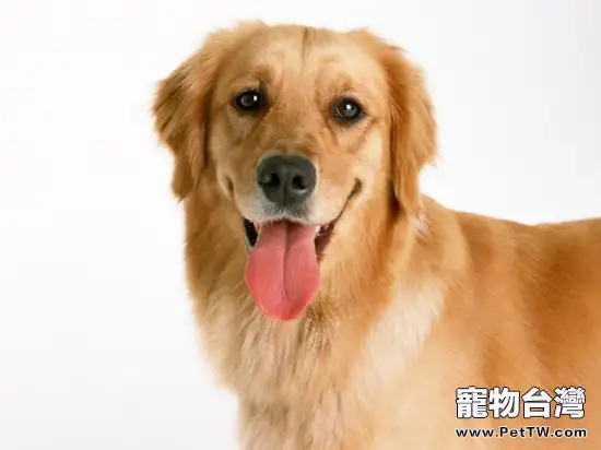 犬用海藻粉的真假辨別方法