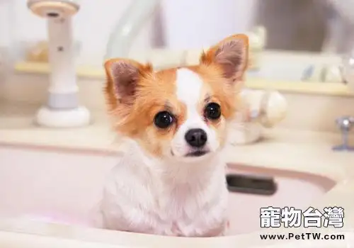 小型寵物犬推薦 聚焦六大熱門小型寵物犬