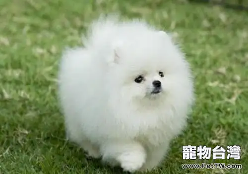 一隻小博美 犬(松鼠狗)多少錢?怎麼飼養?(1圖)-寵物台灣