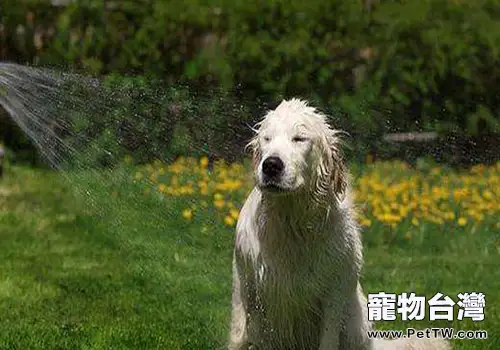 你真的知道如何給狗狗洗澡嗎？