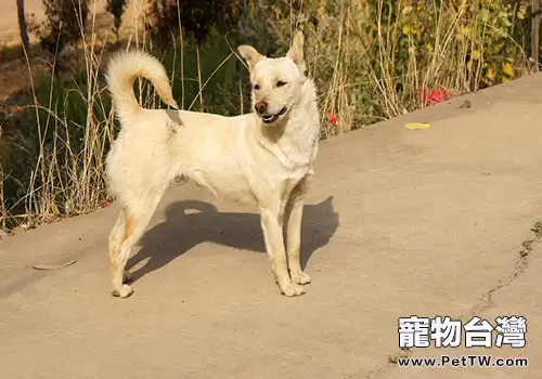 中華田園犬多少錢