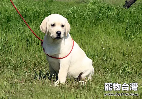 拉布拉多多少錢(1圖)-寵物台灣
