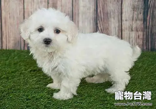 maltipoo是什麼品種(1圖)-寵物台灣