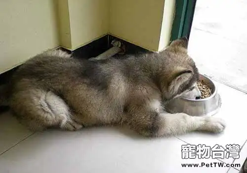 阿拉斯加雪橇犬吃什麼好(1圖)-寵物台灣