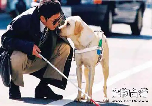 導盲犬小q是什麼狗