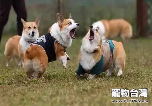 影響柯基犬價格的原因有哪些?(1圖)-寵物台灣