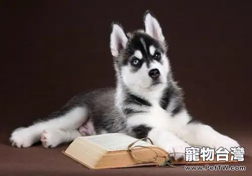 哈士奇幼犬多少錢一隻?哈士奇幼犬怎麼飼養?(1圖)-寵物台灣