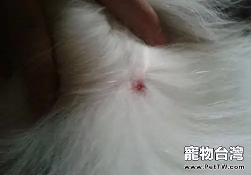 狗狗真菌性皮膚病怎麼治療? (1圖)-寵物台灣
