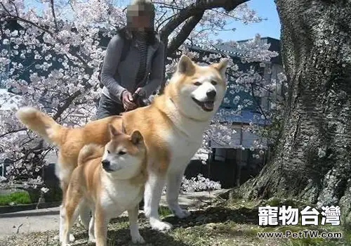 柴犬和秋田犬的區別有哪些?(1圖)-寵物台灣