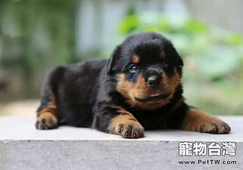 羅威那犬價格，羅威那犬的介紹