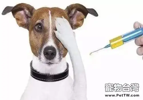 幼犬什麼時候打疫苗？幼犬打疫苗的重要性