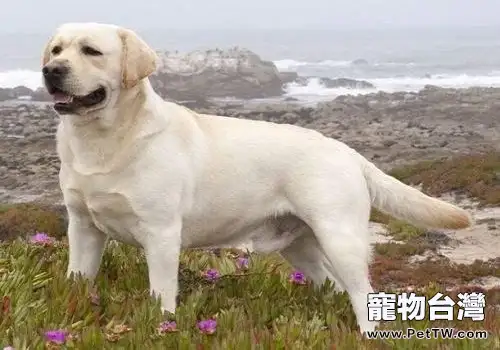 為什麼不養拉布拉多尋回犬?拉不拉多犬的四大缺點(1圖)-寵物台灣