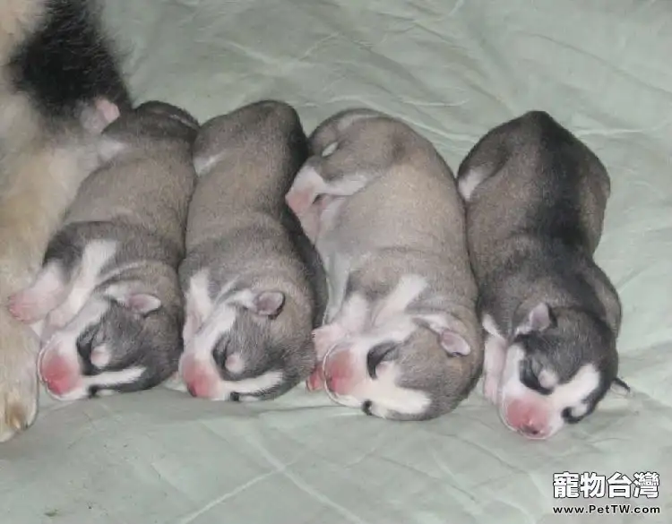 犬傳染性氣管支氣管炎疾病簡介(1圖)-寵物台灣