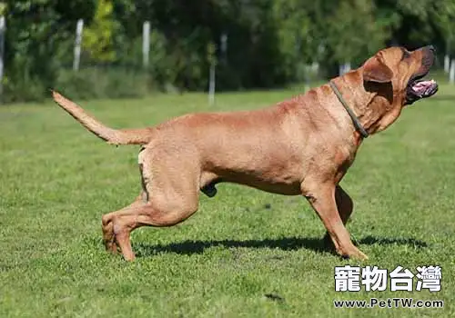 十大猛犬排行榜，你都知道有哪些嗎？