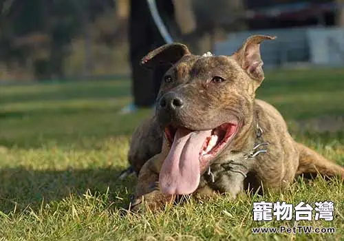 十大猛犬排行榜，你都知道有哪些嗎？