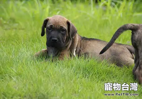 十大猛犬排行榜，你都知道有哪些嗎？