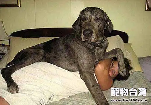 這些著名的巨型犬你認識幾種？