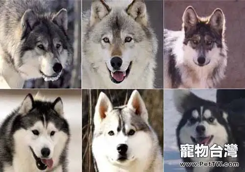 哈士奇和狼有什麼區別?(1圖)-寵物台灣