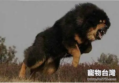 藏獒飼養的注意事項有哪些?(1圖)-寵物台灣