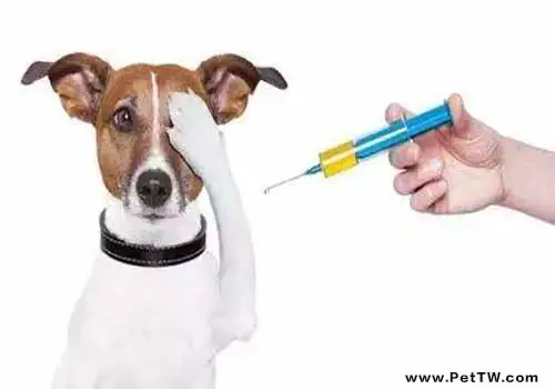 狂犬病的預防措施有哪些?(1圖)-寵物台灣
