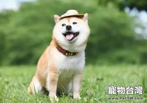 柴犬智商怎麼樣，柴犬聰明嗎？0（1圖）-寵物台灣