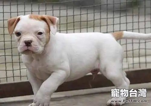 杜高犬性格介紹（1圖）-寵物台灣