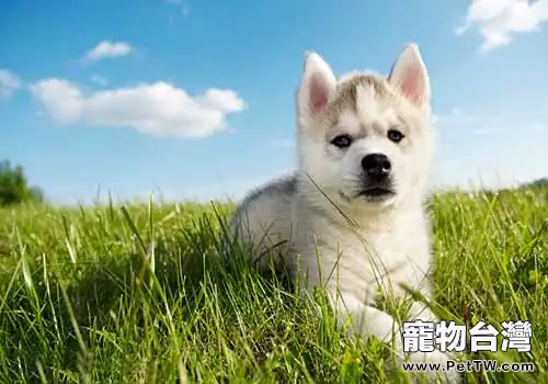 購買哈士奇之前你不得不知的問題（1圖）-寵物台灣