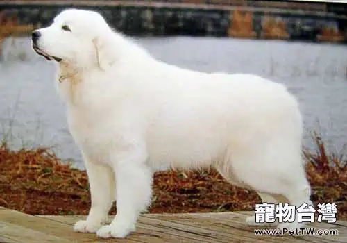 幾種最適合家養的大型犬(1圖)-寵物台灣