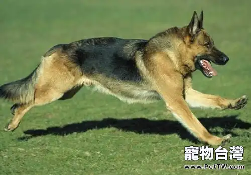 德國牧羊犬吃什麼更健康?德國牧羊犬餵養需知(1圖)-寵物台灣