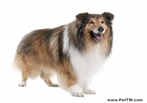 蘇格蘭牧羊犬性格特點解析(1圖)-寵物台灣