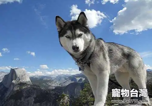 哈士奇性格特點，哈士奇性格怎麼養？