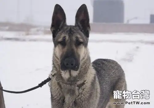狼青犬怎麼飼養?狼青犬飼養三大方法介紹(1圖)-寵物台灣