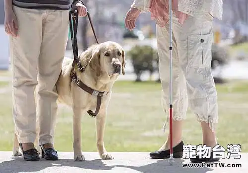 導盲犬價格是多少，導盲犬多少錢一隻？