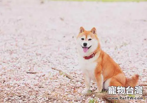 柴犬優缺點有哪些？