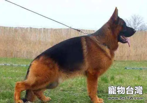弓背犬是什麼犬種，德牧和弓背犬有什麼區別？
