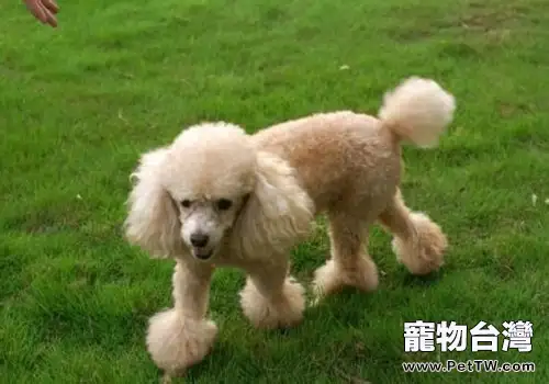 迷你貴賓犬價格多少？迷你貴賓犬選購技巧