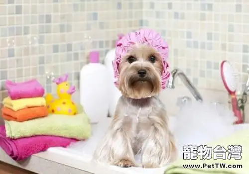 幼犬什麼時候可以洗澡？幼犬洗澡注意事項