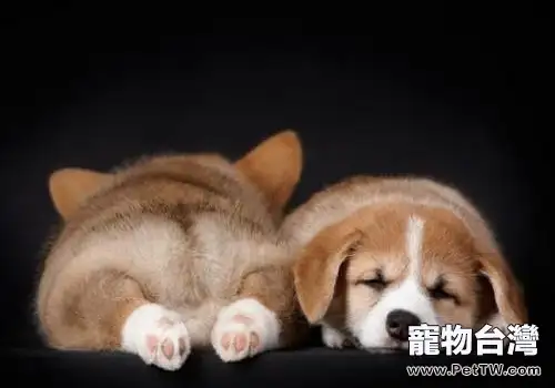 狗狗睡覺翻白眼是什麼情況？有影響嗎？