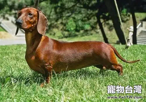 短毛臘腸犬多少錢一隻?短毛臘腸犬價格分析(1圖)-寵物台灣