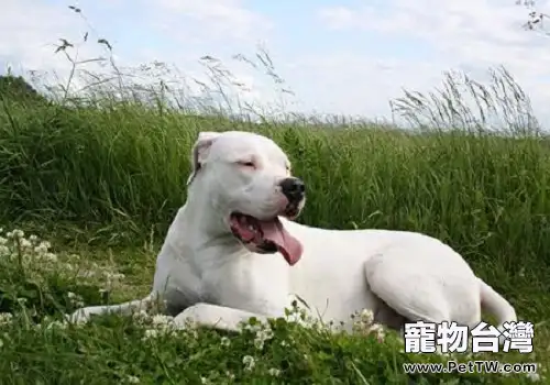 阿根廷杜高犬多少錢一隻？阿根廷杜高犬價格介紹