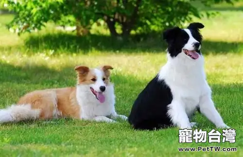 牧羊犬喜歡吃什麼-牧羊犬吃什麼長得快（1圖）-寵物台灣