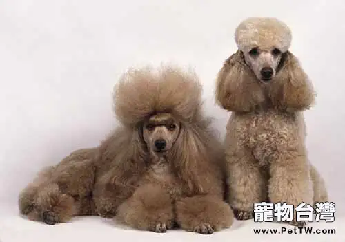 貴賓犬飼養的注意事項都有哪些？（1圖）-寵物台灣